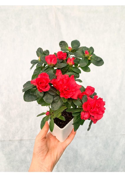 Kırmızı Çiçekli Açelya Bitkisi Azalea fırsatları
