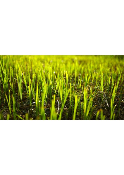 Sportsmaster Çim Gübresi 500 gr / Yavaş Salınımlı Akıllı Gübre 15 modelleri