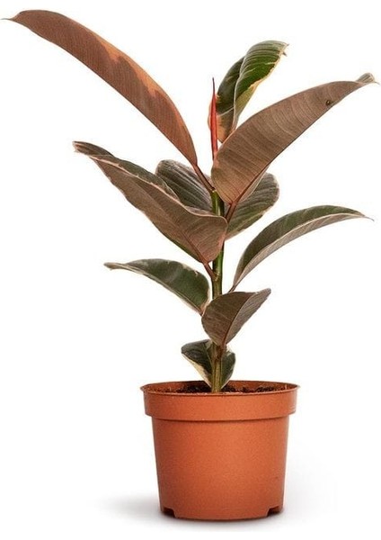 Pembe Alacalı Kauçuk Bitkisi - 40-60 cm - Ficus Elastica - Popüler Bitki - Dolgun Formda