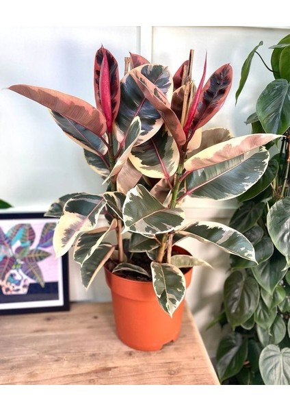 Pembe Alacalı Kauçuk Bitkisi - 40-60 cm - Ficus Elastica - Popüler Bitki - Dolgun Formda