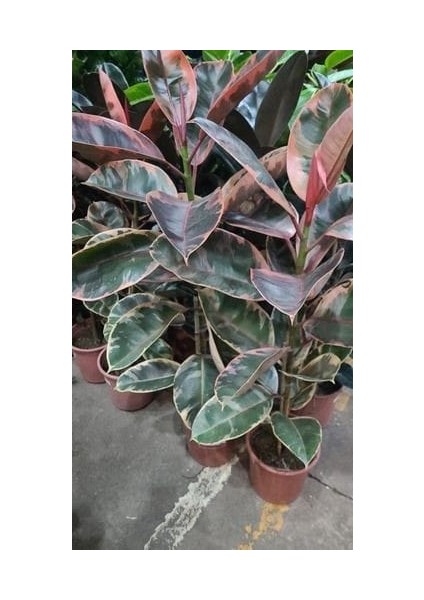 Pembe Alacalı Kauçuk Bitkisi - 40-60 cm - Ficus Elastica - Popüler Bitki - Dolgun Formda