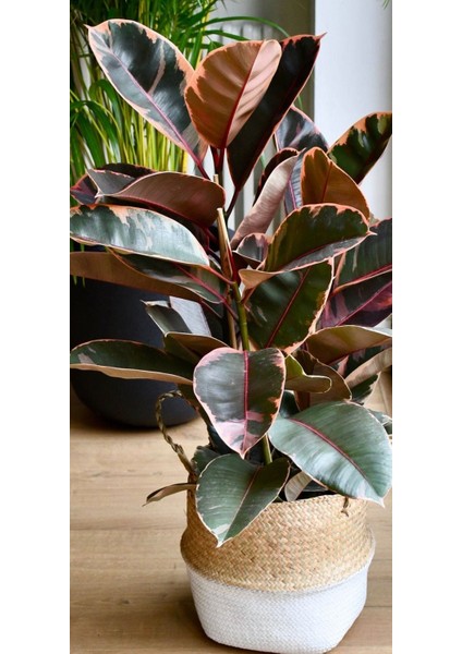 Pembe Alacalı Kauçuk Bitkisi - 40-60 cm - Ficus Elastica - Popüler Bitki - Dolgun Formda