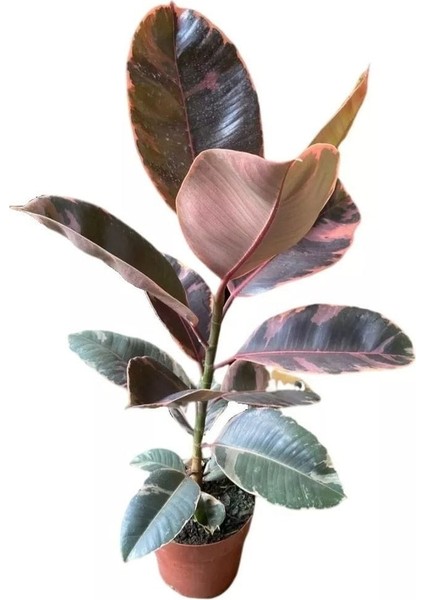 Pembe Alacalı Kauçuk Bitkisi - 80-100 cm - Ficus Elastica - Popüler Bitki - Dolgun Formda