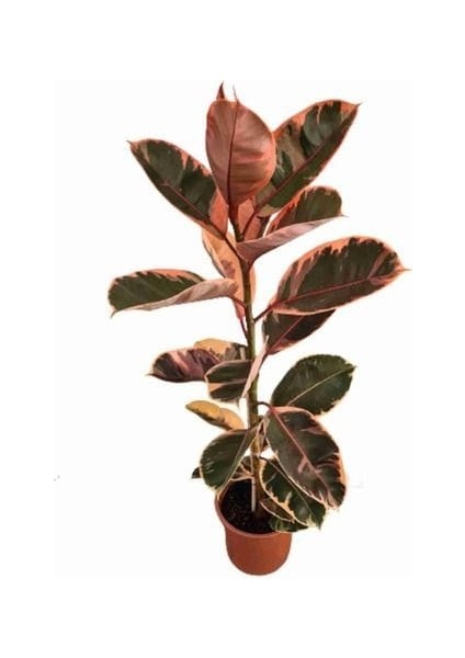 Pembe Alacalı Kauçuk Bitkisi - 80-100 cm - Ficus Elastica - Popüler Bitki - Dolgun Formda