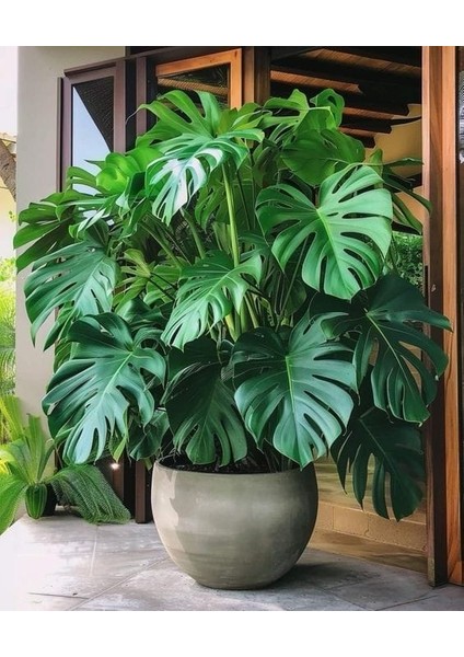 Delikli Deve Tabanı - 90-120 cm - Monstera Deliciosa - Popüler Bitki - Dolgun Formda