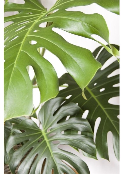 Delikli Deve Tabanı - 90-120 cm - Monstera Deliciosa - Popüler Bitki - Dolgun Formda