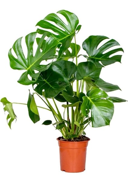 Delikli Deve Tabanı - 90-120 cm - Monstera Deliciosa - Popüler Bitki - Dolgun Formda