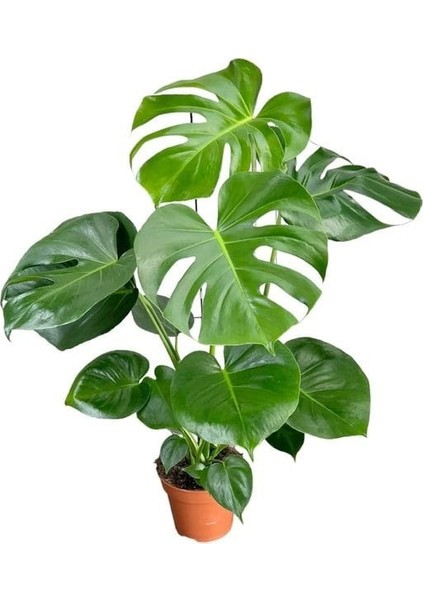 Delikli Deve Tabanı - 90-120 cm - Monstera Deliciosa - Popüler Bitki - Dolgun Formda