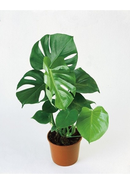 Delikli Deve Tabanı - 40-60 cm - Monstera Deliciosa - Popüler Bitki - Dolgun Form