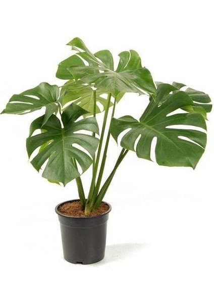 Delikli Deve Tabanı - 40-60 cm - Monstera Deliciosa - Popüler Bitki - Dolgun Form