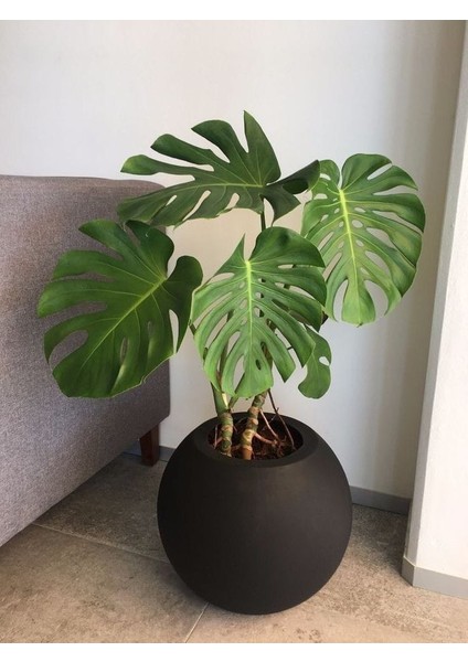 Delikli Deve Tabanı - 40-60 cm - Monstera Deliciosa - Popüler Bitki - Dolgun Form