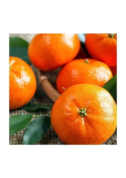 5 Yaş W.murcoot Mandalina