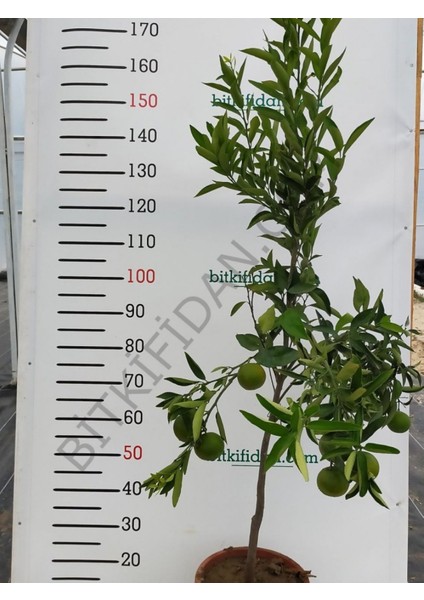 5 Yaş W.murcoot Mandalina