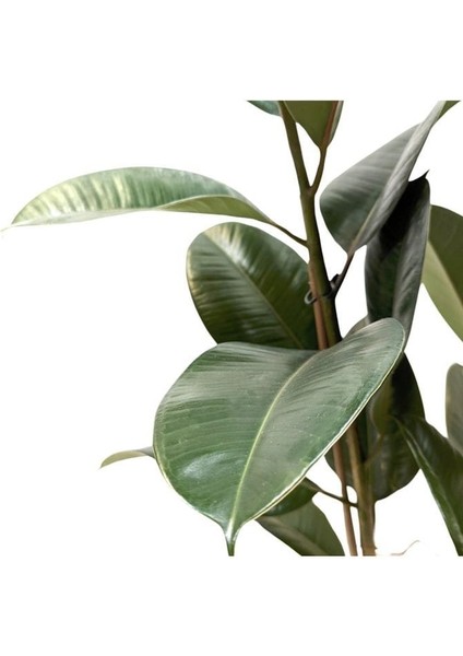 Koyu Yeşil Kauçuk Bitkisi - 40-60 cm - Ficus Elastica Robusta - Dolgun Formda