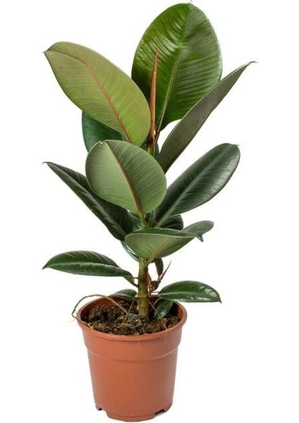 Koyu Yeşil Kauçuk Bitkisi - 40-60 cm - Ficus Elastica Robusta - Dolgun Formda