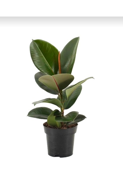 Koyu Yeşil Kauçuk Bitkisi - 40-60 cm - Ficus Elastica Robusta - Dolgun Formda