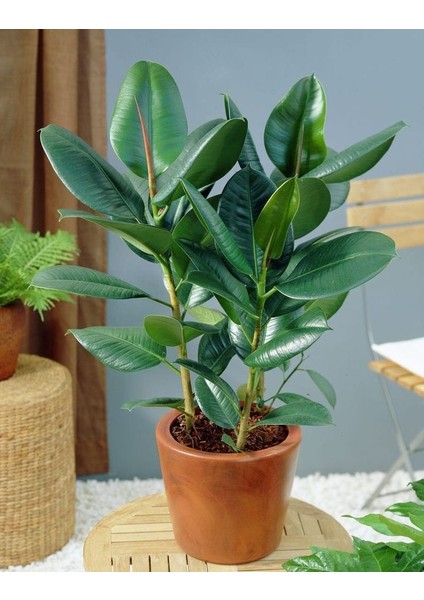 Koyu Yeşil Kauçuk Bitkisi - 40-60 cm - Ficus Elastica Robusta - Dolgun Formda