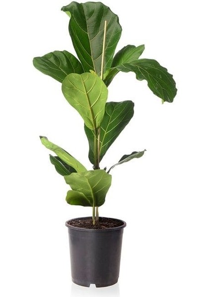 Keman Yapraklı Kauçuk - 40-60 cm - Ficus Lyrata - Popüler Bitki - Dolgun Formda