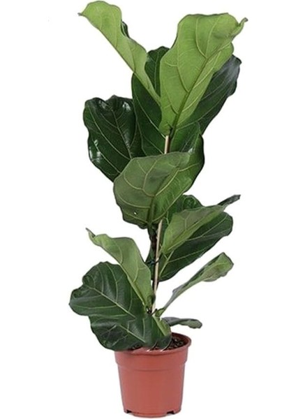 Keman Yapraklı Kauçuk - 40-60 cm - Ficus Lyrata - Popüler Bitki - Dolgun Formda