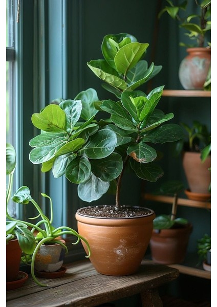 Keman Yapraklı Kauçuk - 40-60 cm - Ficus Lyrata - Popüler Bitki - Dolgun Formda