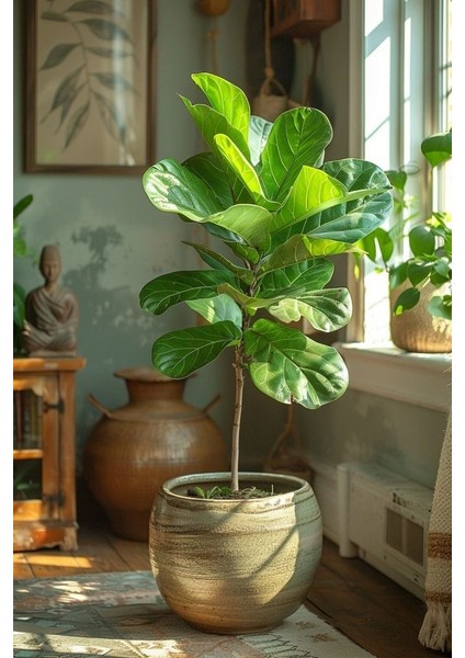 Keman Yapraklı Kauçuk - 40-60 cm - Ficus Lyrata - Popüler Bitki - Dolgun Formda