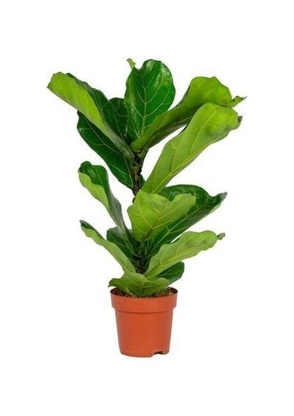 Keman Yapraklı Kauçuk - 80-100 cm - Ficus Lyrata - Popüler Bitki - Dolgun Formda