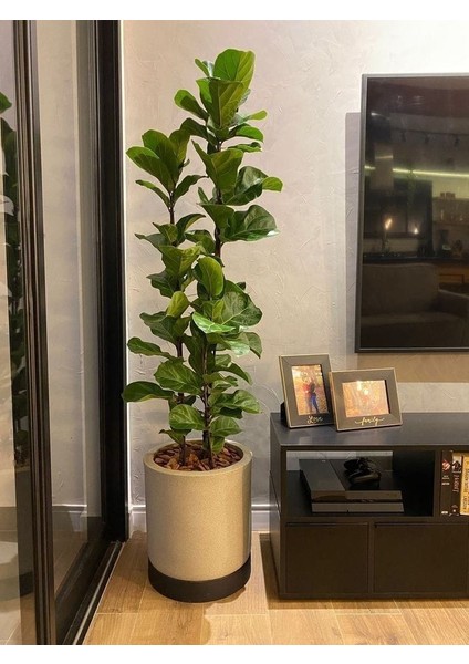 Keman Yapraklı Kauçuk - 80-100 cm - Ficus Lyrata - Popüler Bitki - Dolgun Formda