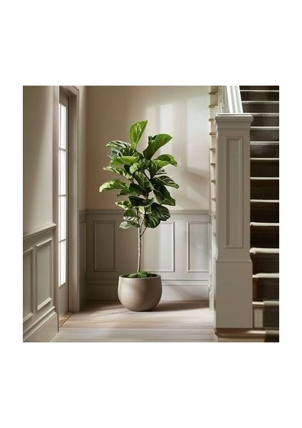 Keman Yapraklı Kauçuk - 80-100 cm - Ficus Lyrata - Popüler Bitki - Dolgun Formda