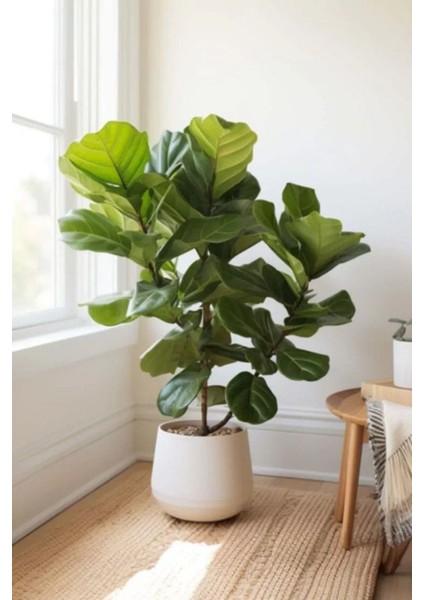 Keman Yapraklı Kauçuk - 80-100 cm - Ficus Lyrata - Popüler Bitki - Dolgun Formda