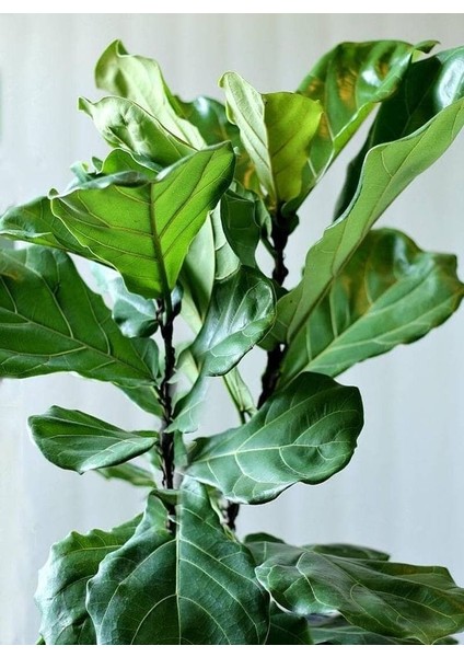 Keman Yapraklı Kauçuk - 100-120 cm - Ficus Lyrata - Popüler Bitki - Dolgun Formda