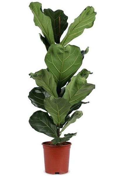 Keman Yapraklı Kauçuk - 100-120 cm - Ficus Lyrata - Popüler Bitki - Dolgun Formda