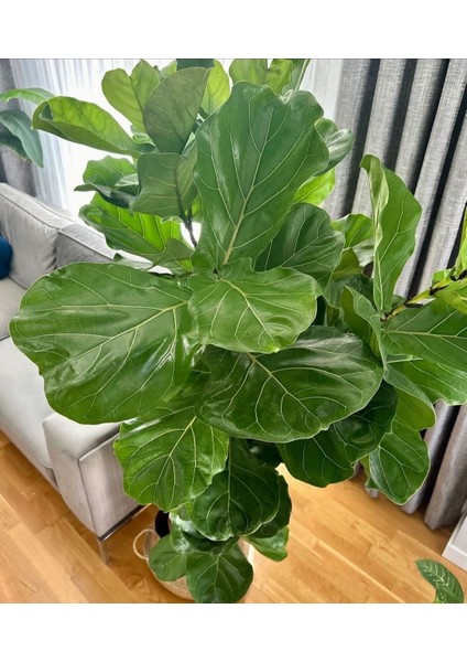 Keman Yapraklı Kauçuk - 100-120 cm - Ficus Lyrata - Popüler Bitki - Dolgun Formda