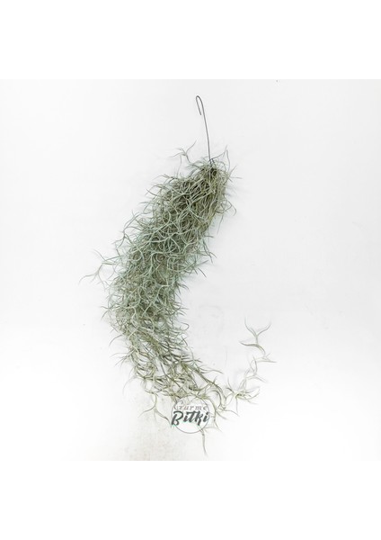 Tillandsia Usneoides (60+ Cm) Ispanyol Yosunu Spanish Moss Hava Bitkisi Airplant