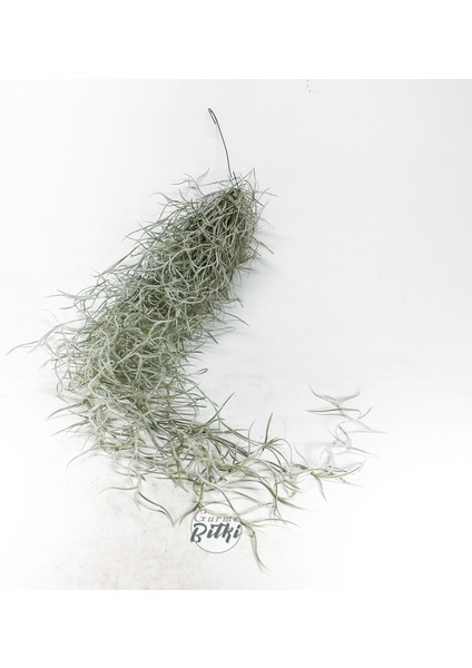 Tillandsia Usneoides (60+ Cm) Ispanyol Yosunu Spanish Moss Hava Bitkisi Airplant