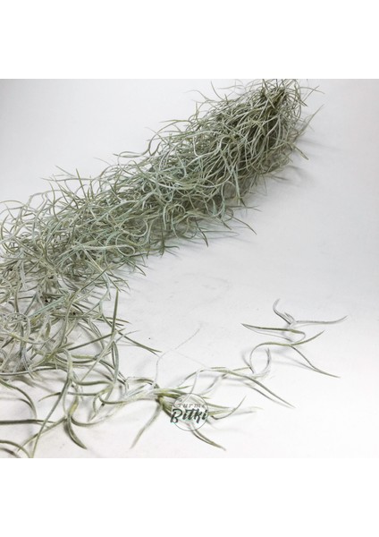 Tillandsia Usneoides (60+ Cm) Ispanyol Yosunu Spanish Moss Hava Bitkisi Airplant