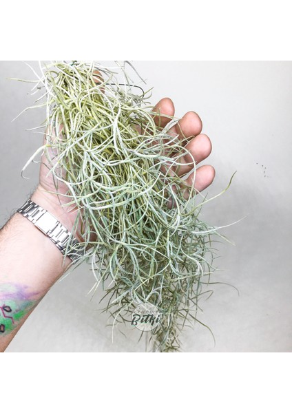 Tillandsia Usneoides (60+ Cm) Ispanyol Yosunu Spanish Moss Hava Bitkisi Airplant