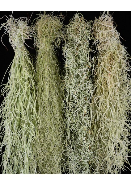 Tillandsia Usneoides (60+ Cm) Ispanyol Yosunu Spanish Moss Hava Bitkisi Airplant