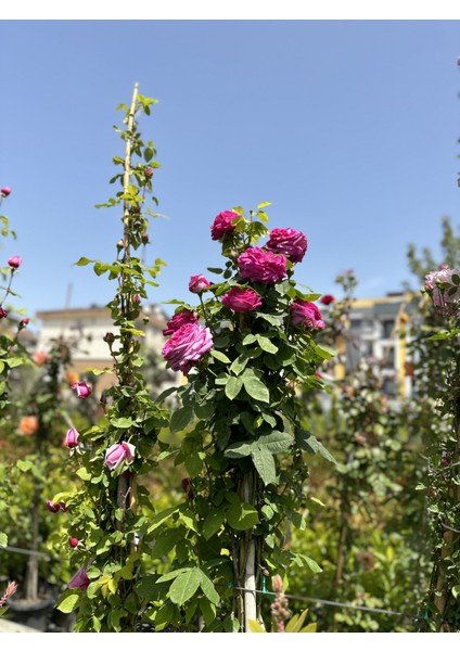 Tüplü Uzun Sarmaşık Gül Fidanı Karışık Renk 5 Yaş