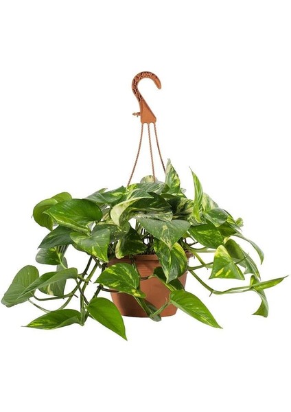 Salon Sarmaşığı - Askılı Saksıda - Green Pothos - Yeşil Salon Sarmaşığı - 20-40 cm - Dolgun Formlu