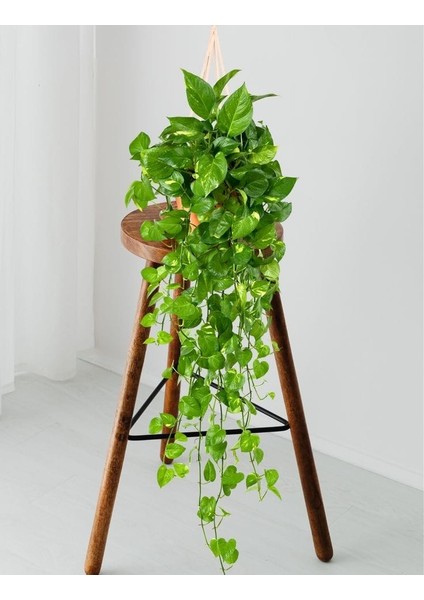 Salon Sarmaşığı - Askılı Saksıda - Green Pothos - Yeşil Salon Sarmaşığı - 20-40 cm - Dolgun Formlu