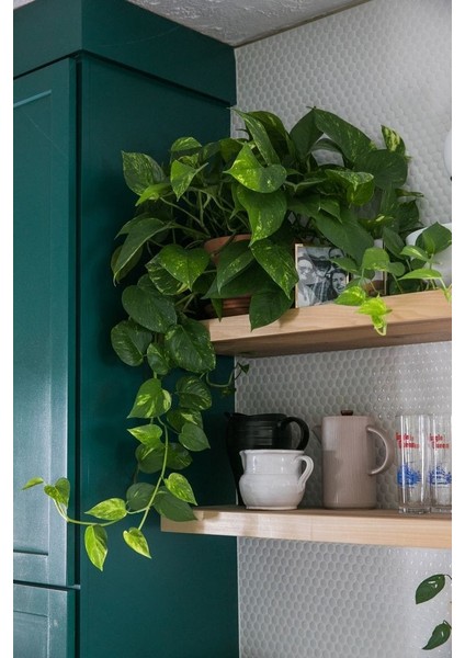 Salon Sarmaşığı - Askısız Saksıda - Green Pothos - Yeşil Salon Sarmaşığı - 20-40 cm - Dolgun Formlu