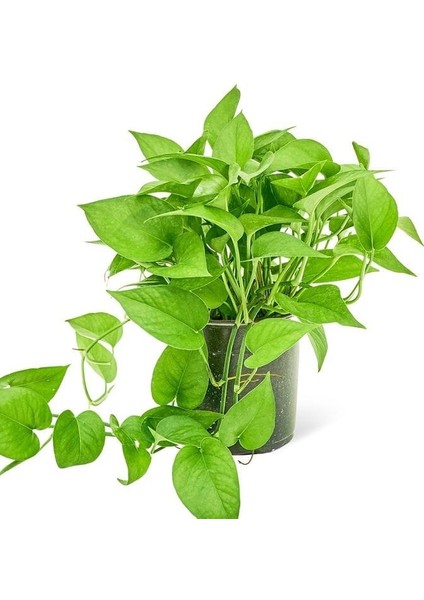 Salon Sarmaşığı - Askısız Saksıda - Green Pothos - Yeşil Salon Sarmaşığı - 20-40 cm - Dolgun Formlu