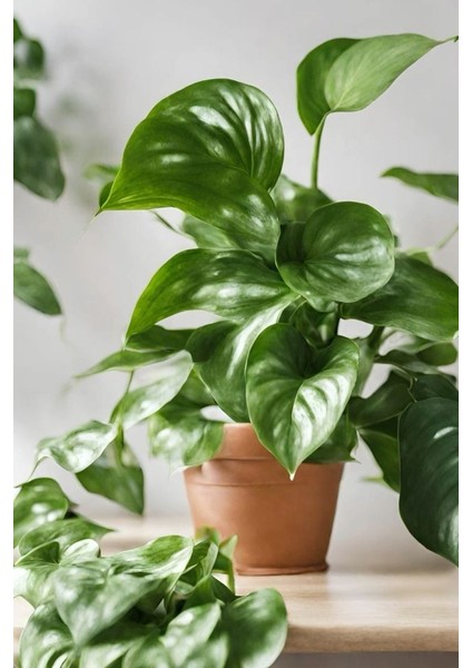 Salon Sarmaşığı - Askısız Saksıda - Green Pothos - Yeşil Salon Sarmaşığı - 20-40 cm - Dolgun Formlu