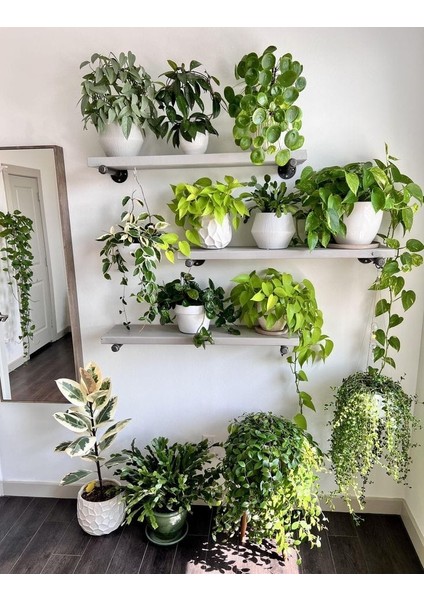 Salon Sarmaşığı - Askısız Saksıda - Green Pothos - Yeşil Salon Sarmaşığı - 20-40 cm - Dolgun Formlu