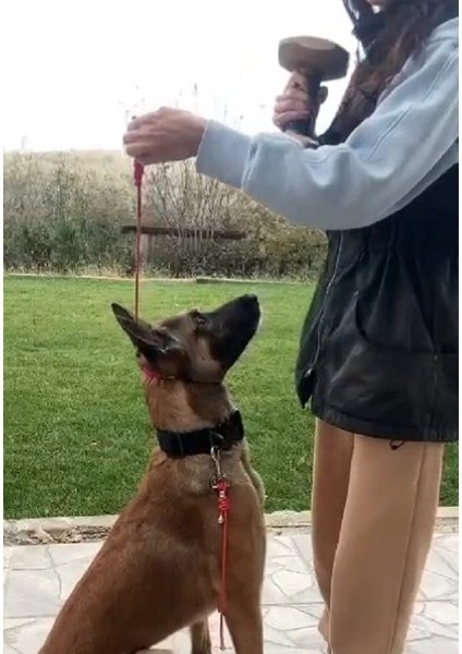 Stoperli Köpek Eğitim Tasma. Köpek Boğma Tasma. Training Dog Leash. Choke Collar Dog