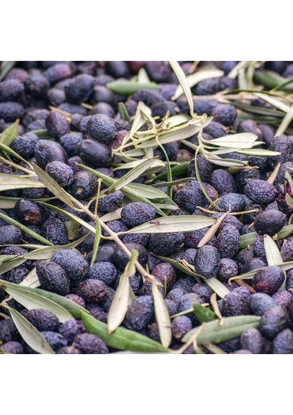 Tüplü Sofralık ve Sıkımlık Antakya Sele Zeytini Fidanı