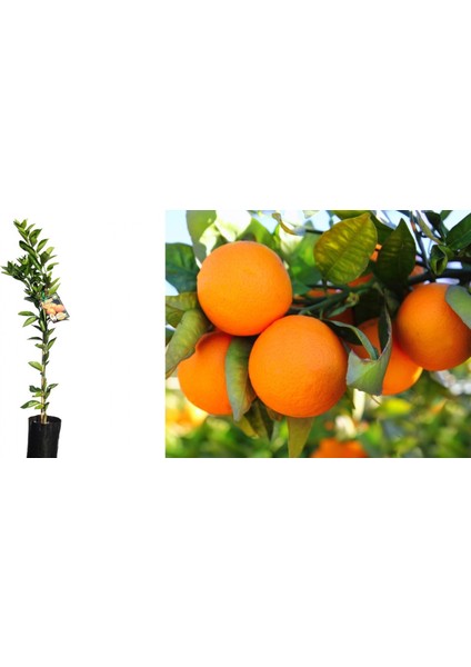 Portakal Fidanı 2 Adet - 3 Yaş Aşılı ve Tüplü Fidan 100-150 cm