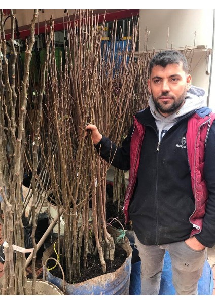 Napolyon Kiraz Meyva Fidanı +120 Cm, Açık Köklü Aşılı 3 yaşında fırsatları