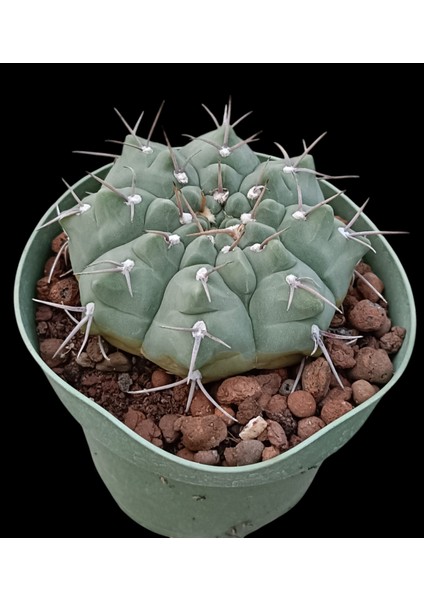 Gymnocalycium Vatteri-10,5 cm SAKSI-REF06D/45