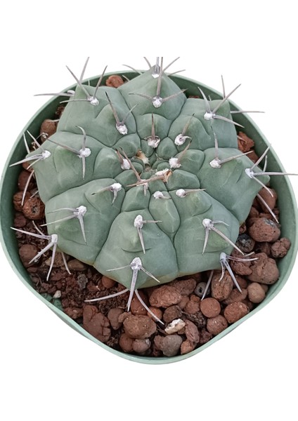 Gymnocalycium Vatteri-10,5 cm SAKSI-REF06D/45